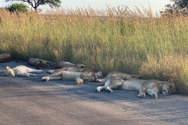沒有遊客國家公園獅子一家「爽睡馬路」　管理員：超罕見！