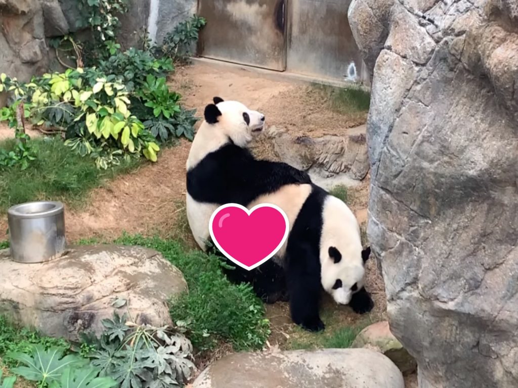 香港海洋公園兩隻大貓熊終於自主交配（圖／翻攝自YT@Hong Kong Free Press）