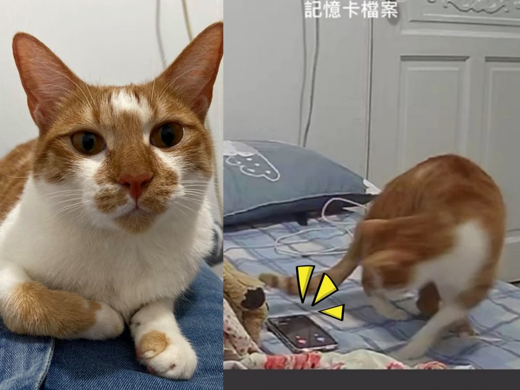 喵～把拔現在不在啦～麥擱卡啦！很吵捏！（圖／網友蔡欣容提供） 