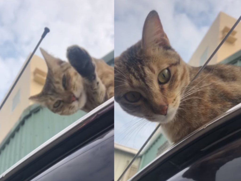 網友要開車上班時，被浪貓霸占車子不走（圖／網友浴火水晶授權提供）