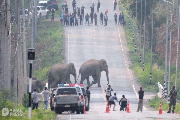 50頭野生大象排隊「過馬路」　民眾配合維護交通：好壯觀！