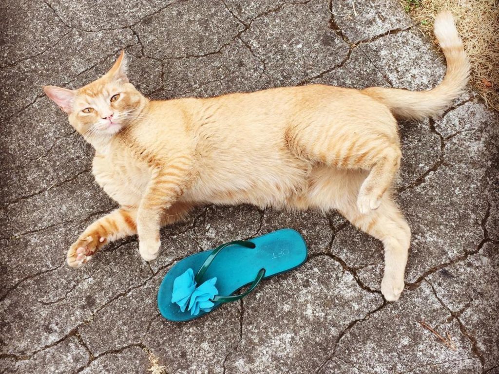 橘貓斯諾理回家時一定會帶禮物（圖／IG@snorrithecat）