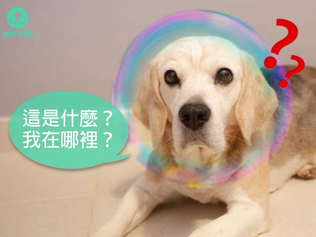 （圖／PetTalk提供）