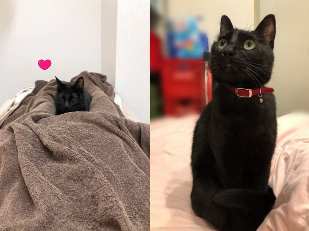 日本按摩店黑貓會「坐檯」（圖／twitter@annkoinntyou）