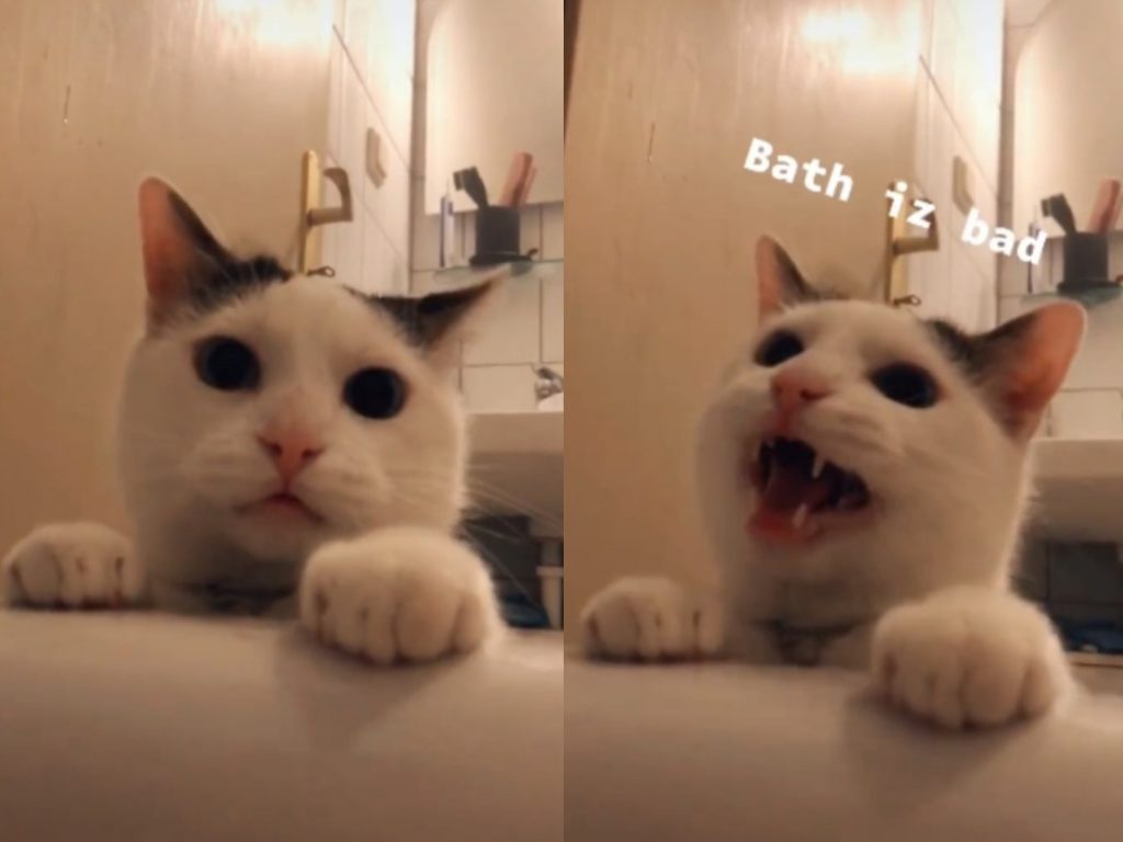 貓咪貝羅擔心在泡澡的奴才（圖／翻攝自Tik Tok@picobellogatto）