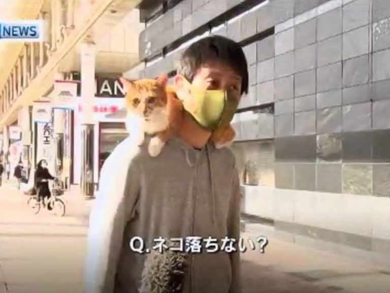 記者：那個，貓不會掉下來嗎？（圖／MBC NEWS） 