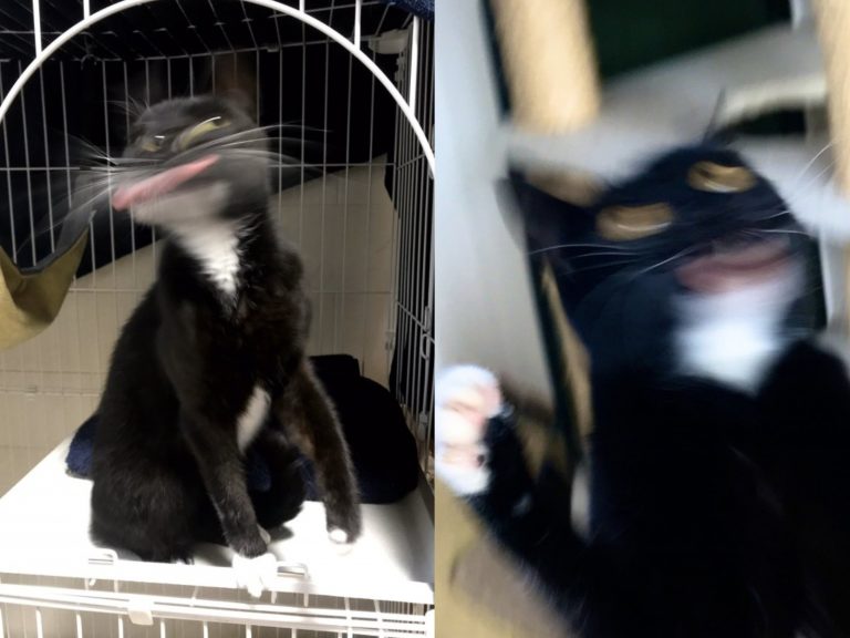 日本一名推主經常把黑白貓拍成崩壞的模樣（圖／twitter@muddycat_atami）