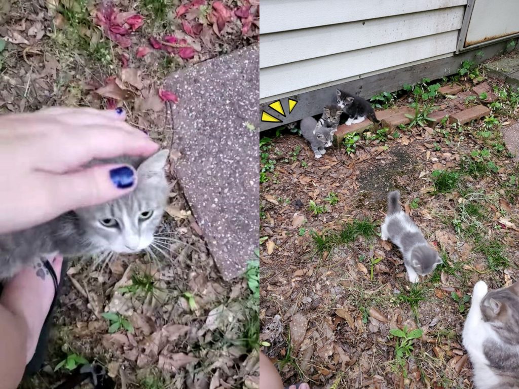 謝伊花了好久終於取得貓咪的信任，可以摸摸牠、抱抱牠。（圖／Shea Prior） 