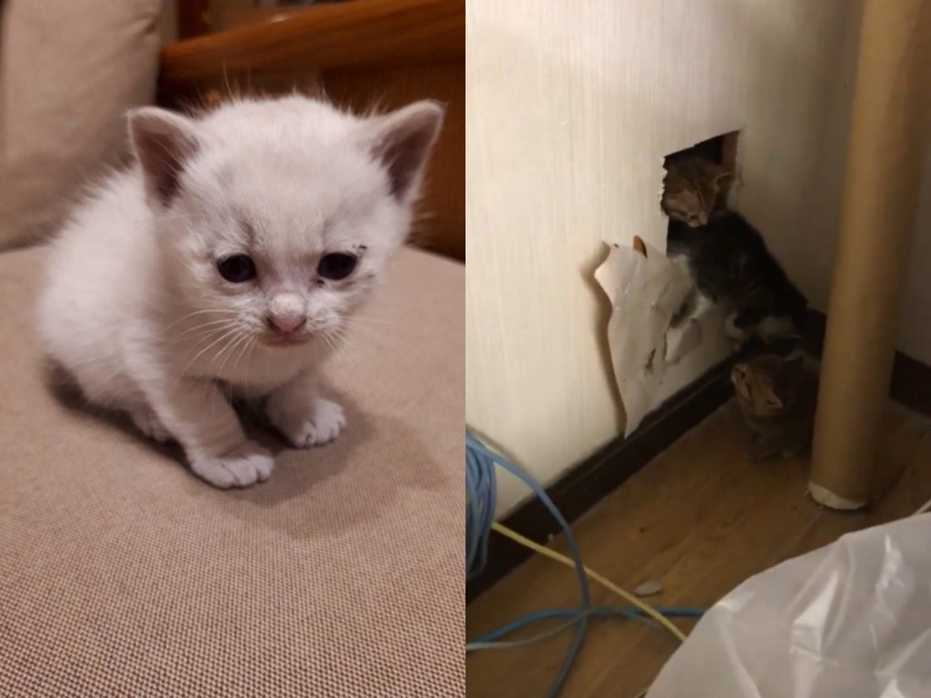 推主：不要再推了啊！！！我這個洞不是給你這樣用的啊！（圖／Twitter@Takayoshi6211） 