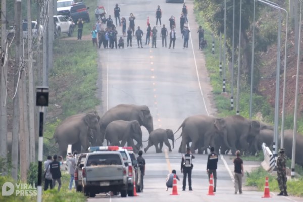 50頭野生大象排隊「過馬路」　民眾配合維護交通：好壯觀！