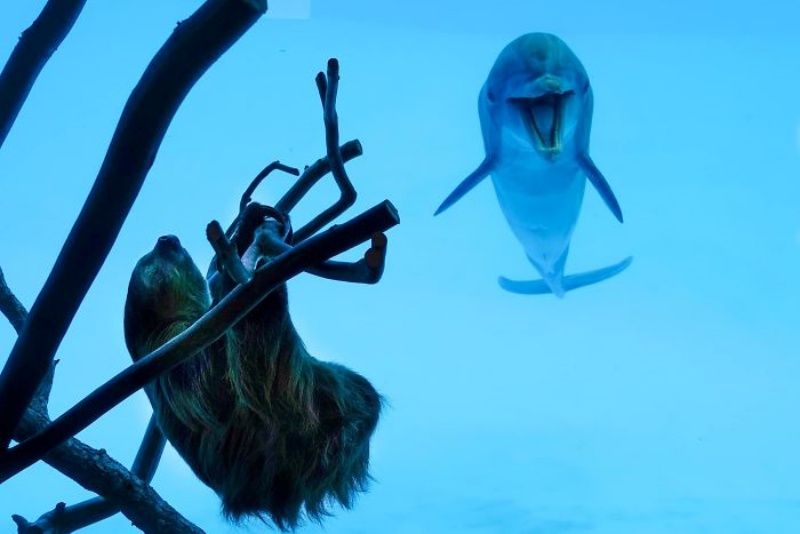 開放淡定樹懶在水族館四處睡　好奇海豚「嗨翻」打招呼：你素隨？