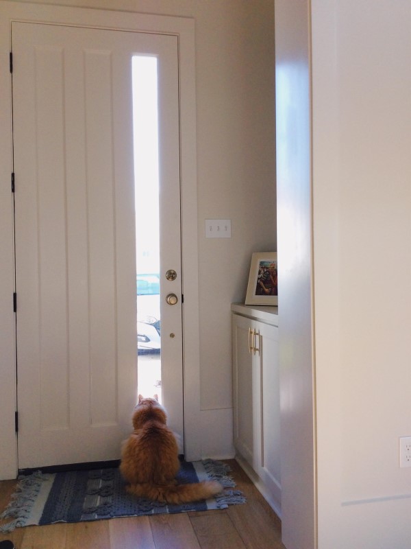 橘貓每天5點坐門口「等爸回家」　媽：他在家上班1個月啦！
