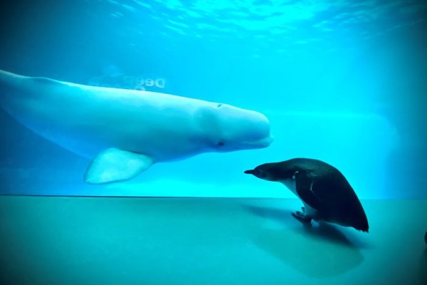 水族館白鯨遇見鳳冠企鵝　南北半球小可愛相見歡：你好啊！