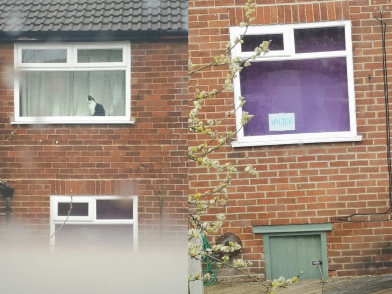 英國一名女子在居家防疫期間發現鄰居家的貓咪（圖／twitter@sian_cosgrove）