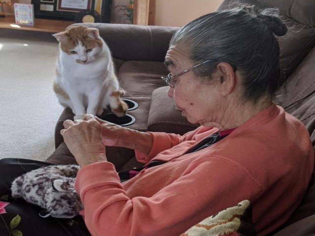 貓咪認真地看著奶奶縫補牠最心愛的玩具（圖／The Dodo）