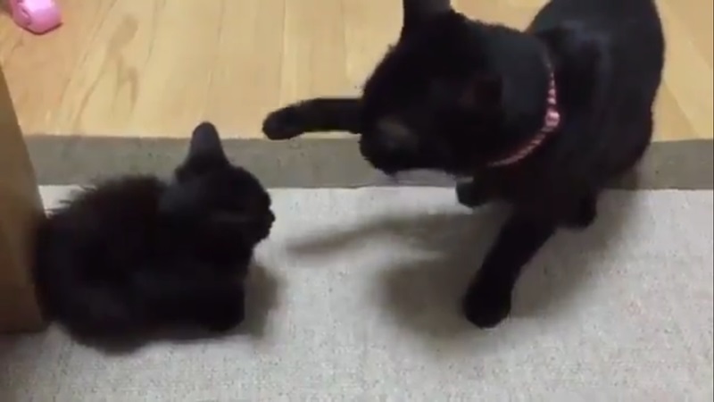 黑貓見一坨小黑炭手癢癢想狠巴　出拳5秒後卻萌翻網友！