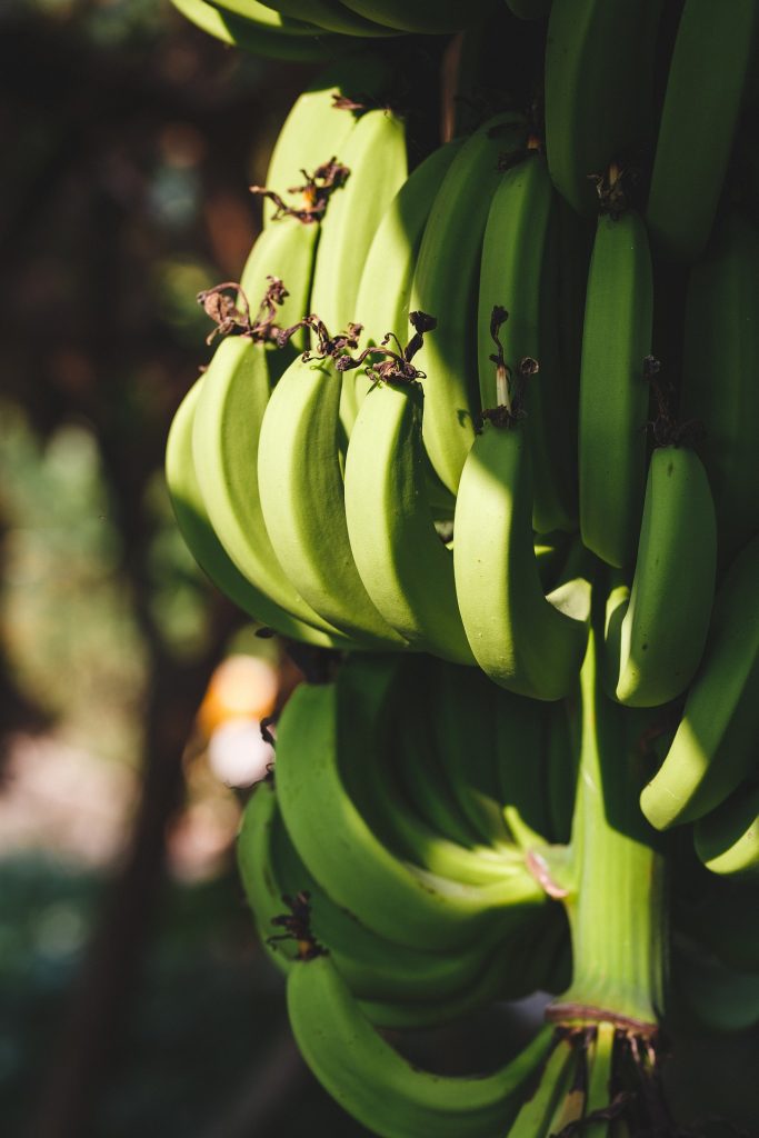 ▲未熟透的綠香蕉，抗性澱粉高。（示意圖／pixabay）
