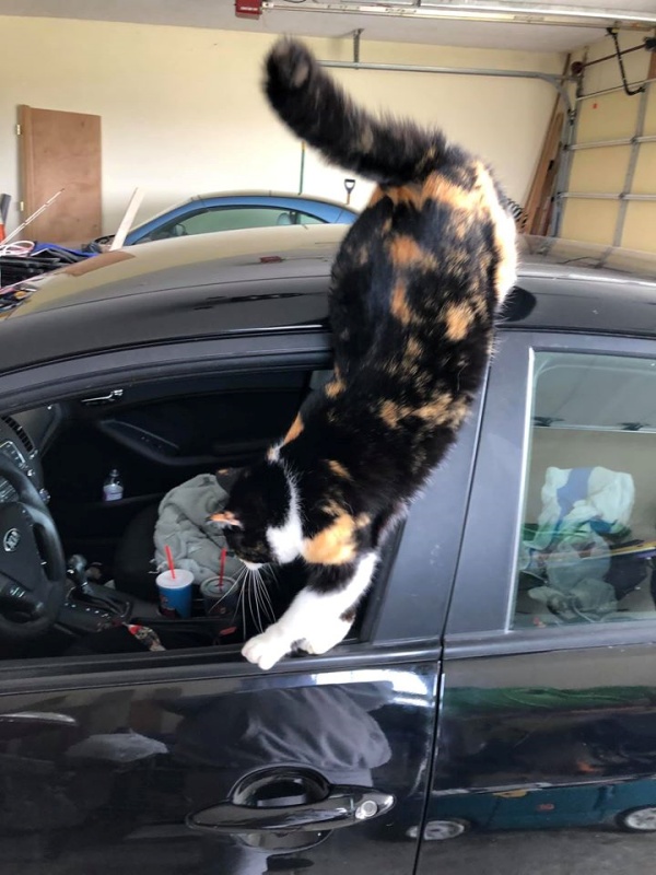 三花貓擅自進駐車庫　用行動說服女子：朕要住下來！ 
