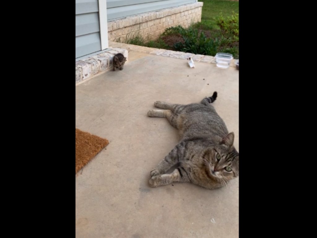 一隻虎斑浪貓帶著小貓主動投靠女子（圖／reddit@callmecourtnay）