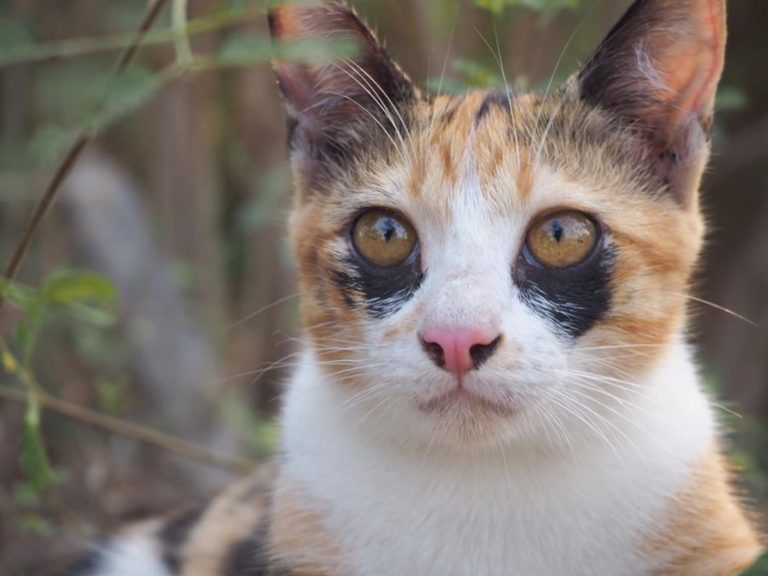 泰國一隻三花貓擁有獨特的「黑眼圈」（圖／FB@ตื่นแมว）