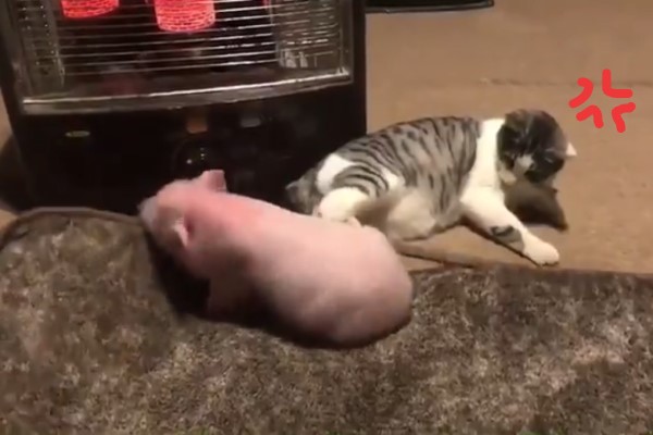 小豬狂咬地毯　貓老大看不爽一腳飛踢：滾開啦！