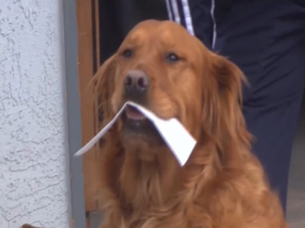 黃金獵犬桑尼擔任鄰居的小幫手（圖／翻攝自KKTV）