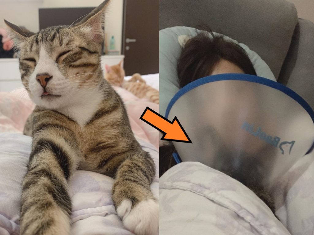 白底虎斑貓仔仔最喜歡睡在馬麻胸口（圖／網友胡小婷授權提供）