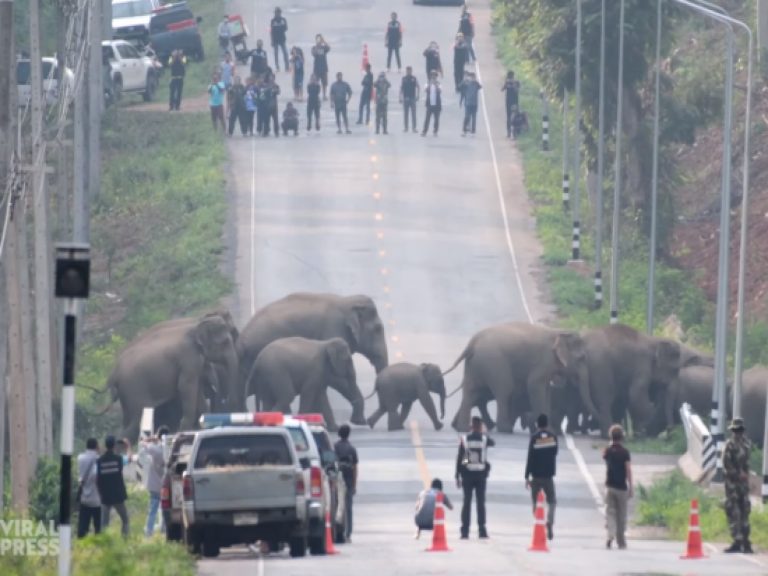 一群野生大象正在過馬路（圖／翻攝自Youtube@Viral Press）