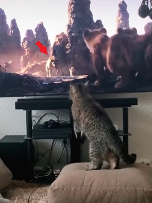 貓咪看「獅子王」好入迷　危機時刻竟大叫：別欺負我同類！