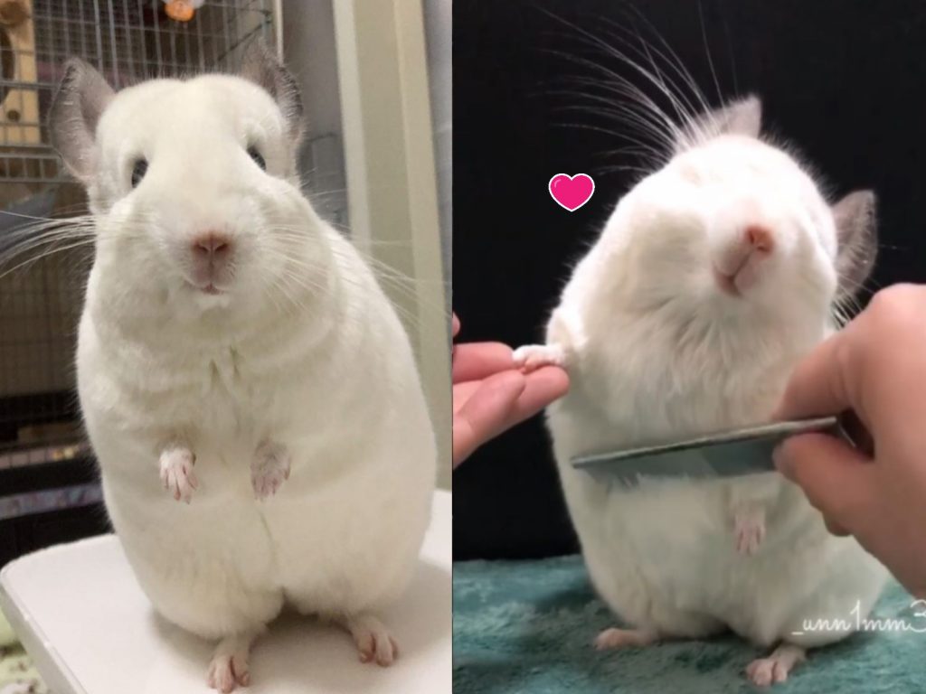 日本一隻雪白色的龍貓非常喜歡被梳毛（圖／IG@_unn1mm3）