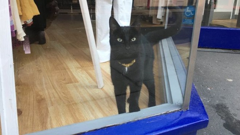 愛貓走失急尋多日！一天路過商店櫥窗　「黑色擺飾」竟會動還似曾相識？