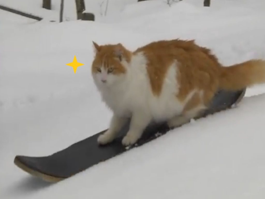 奴才熱愛極限運動　連愛貓也學會滑雪網驚豔：超狂的！
