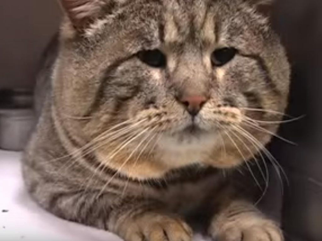 海克力士喜歡引人注意，是個吃貨。（圖／Oregon Humane Society） 