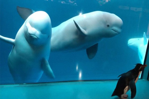 水族館白鯨遇見鳳冠企鵝　南北半球小可愛相見歡：你好啊！