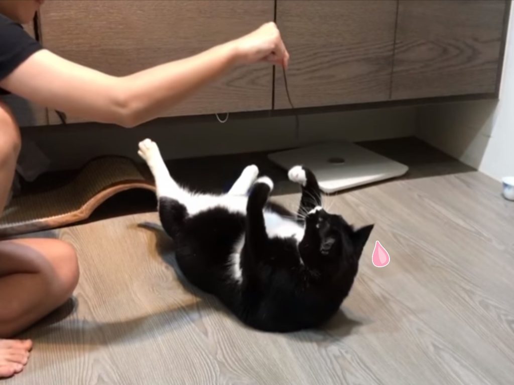 網友柯小姐幫賓士貓減肥（圖／網友柯佳吟授權提供）