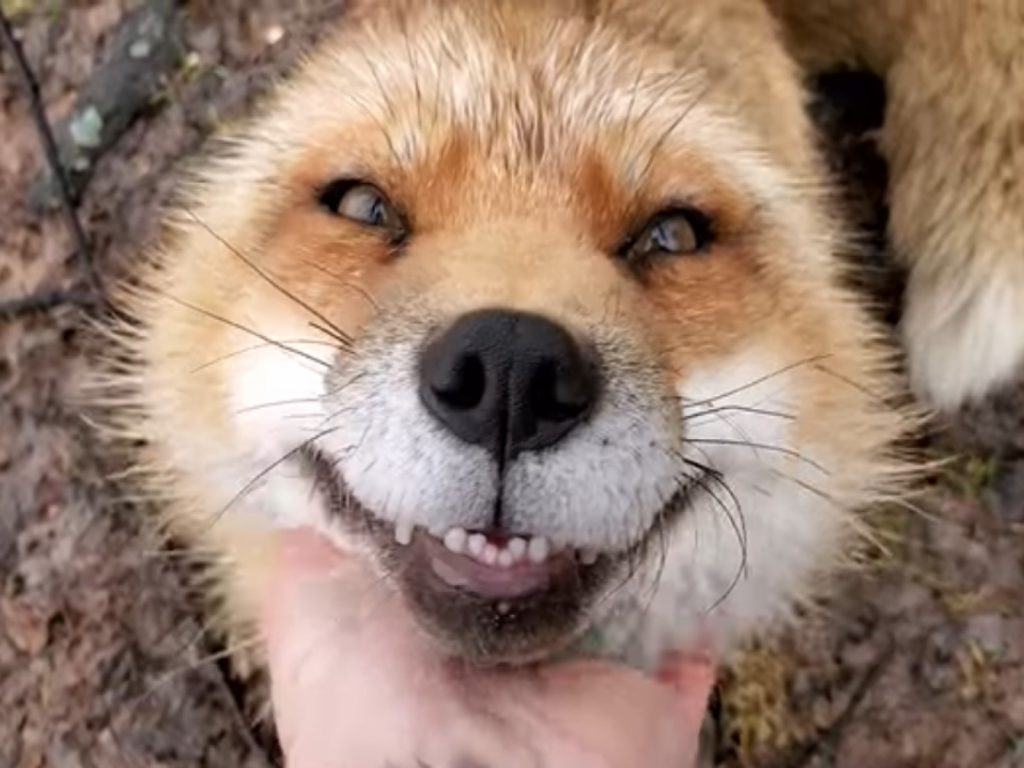 狐狸芬尼根（圖／FB@Saveafox Rescue）