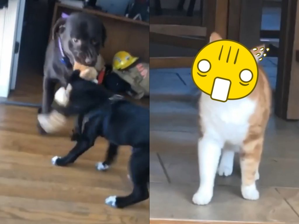 兩隻黑狗誰也不讓誰，都想搶到貓布偶。（圖／Tiktok@deborahmilani） 