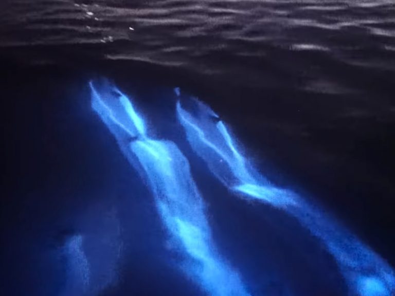 黑暗中海豚夢幻發光　「絕美螢光藍」隨浪潮閃動跳躍美呆！
