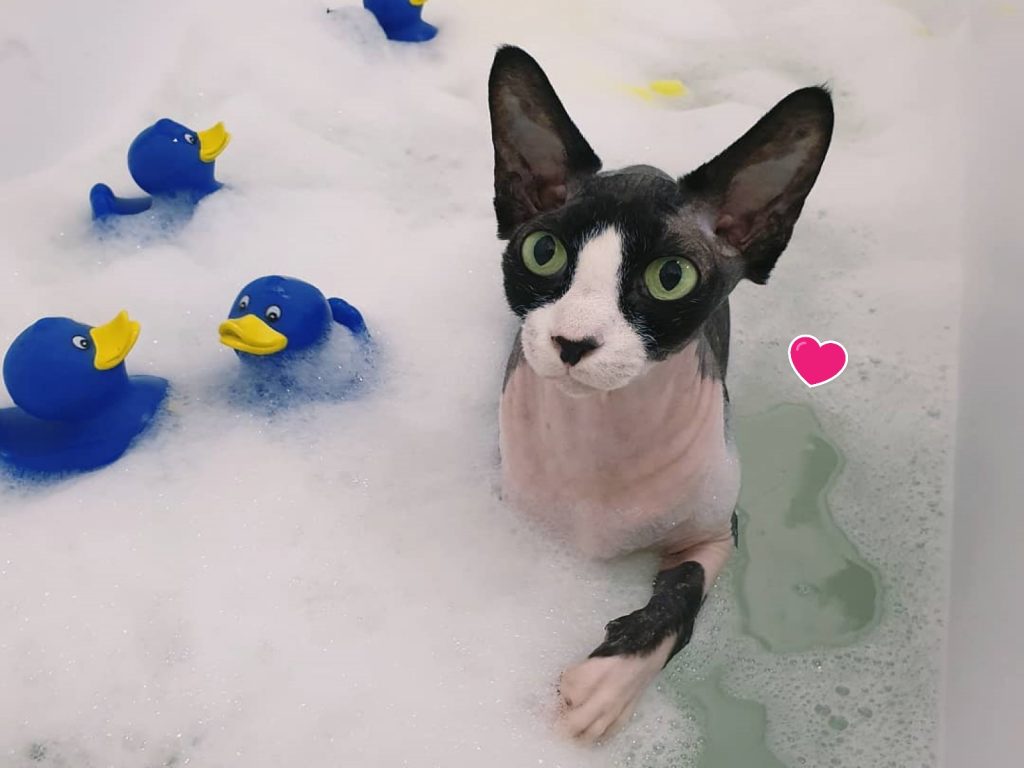 無毛貓庫柏非常喜歡泡澡（圖／IG@sphynxnille）