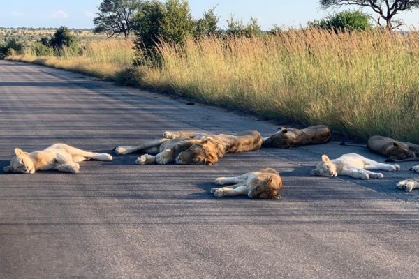 沒有遊客國家公園獅子一家「爽睡馬路」　管理員：超罕見！