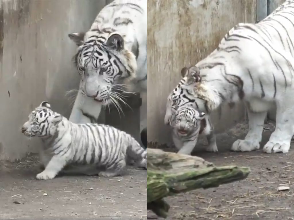 偶還要玩！偶還要玩！（圖／Twitter@tra_nao） 