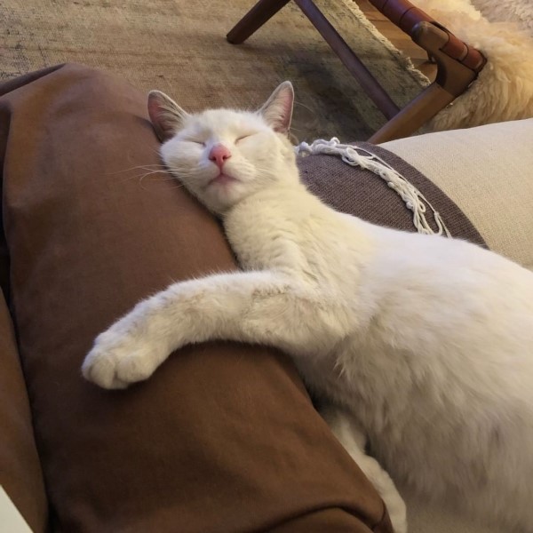 夫妻發現一親人白貓求收編　一個月後竟出現超級大驚喜！