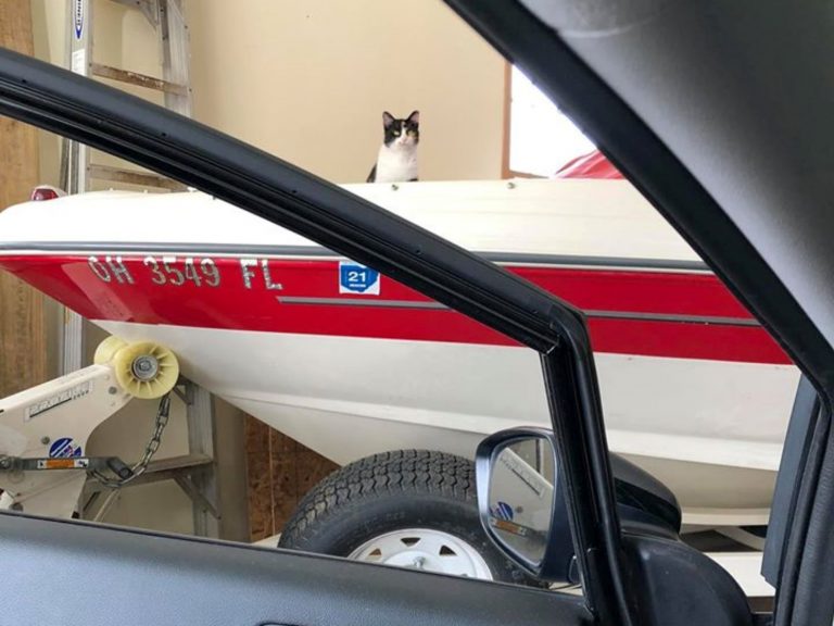 查莉蒂走進車庫，發現這隻三花貓正在亂逛。（圖／Charity Hendey） 