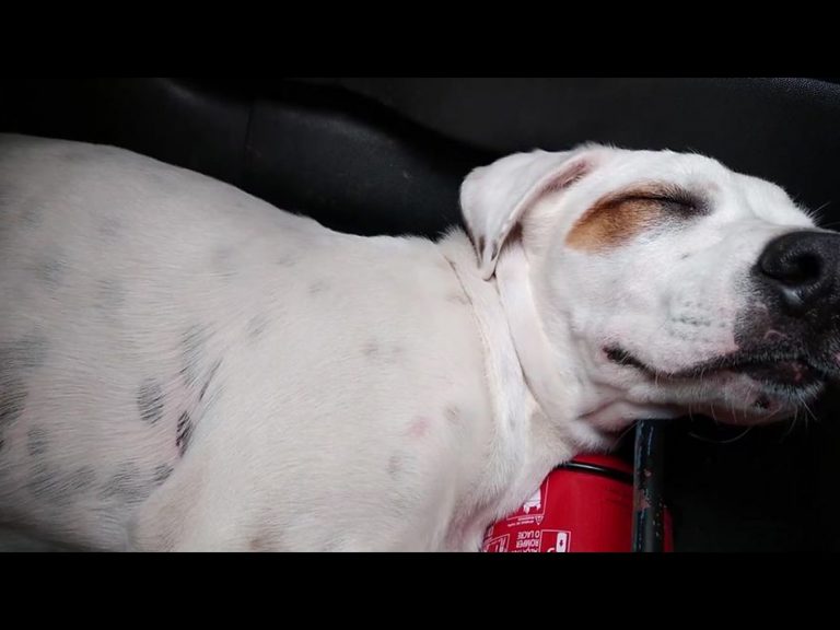 只是買個東西回來　一開車門驚見陌生狗狗自主跳上秒入睡！
