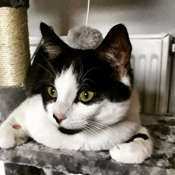 你的名字？居家隔離好無聊　那就由貓咪牽起友誼的橋樑吧！