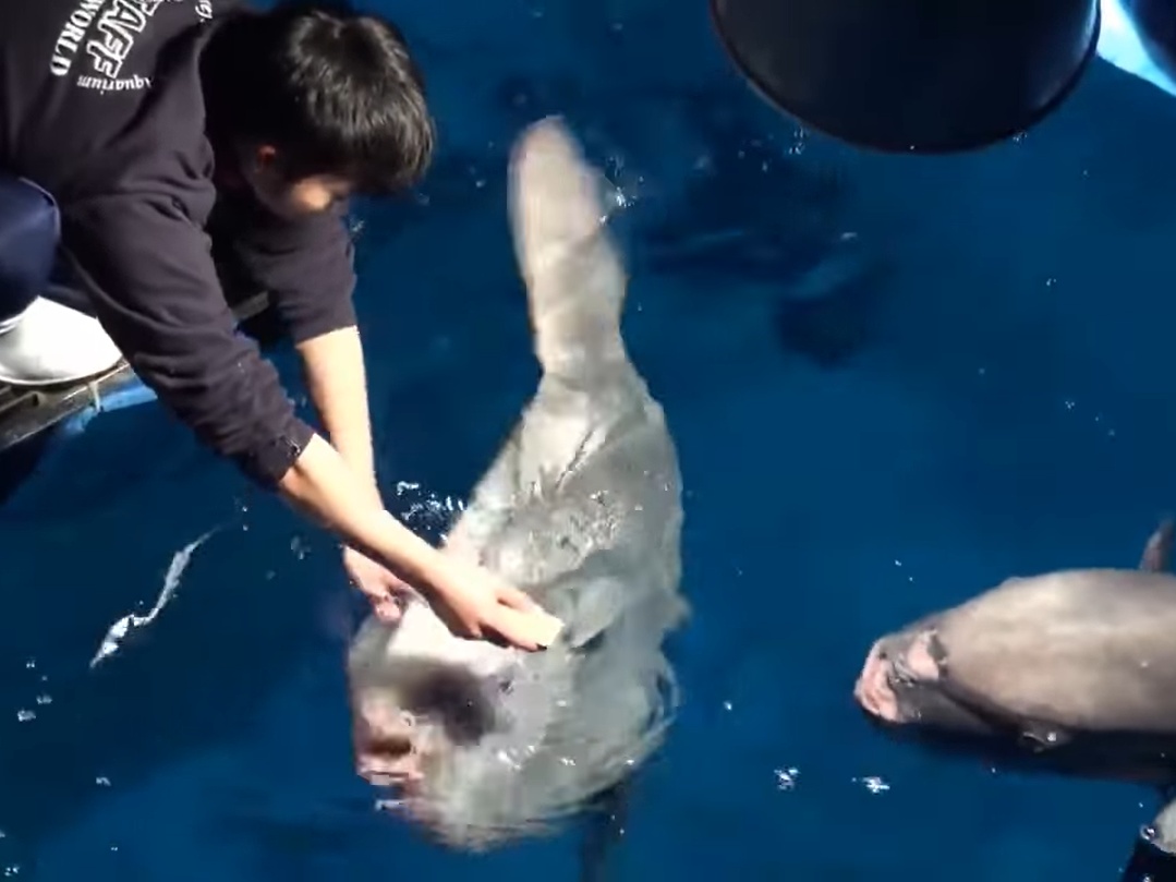 （推）你吃過囉～去一邊！（圖／Twitter@aw_oarai） 