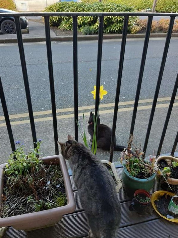 三貓每天在窗前吸引鄰居　媽決定幫牠們做「自我介紹」