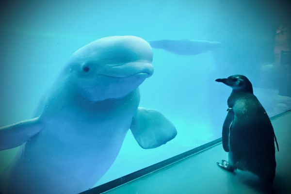 水族館白鯨遇見鳳冠企鵝　南北半球小可愛相見歡：你好啊！