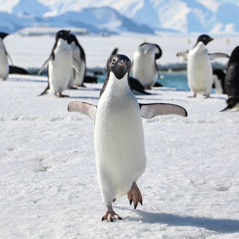 拍企鵝搖擺行進被五倍速播放　網笑：根本是發條玩具！ 