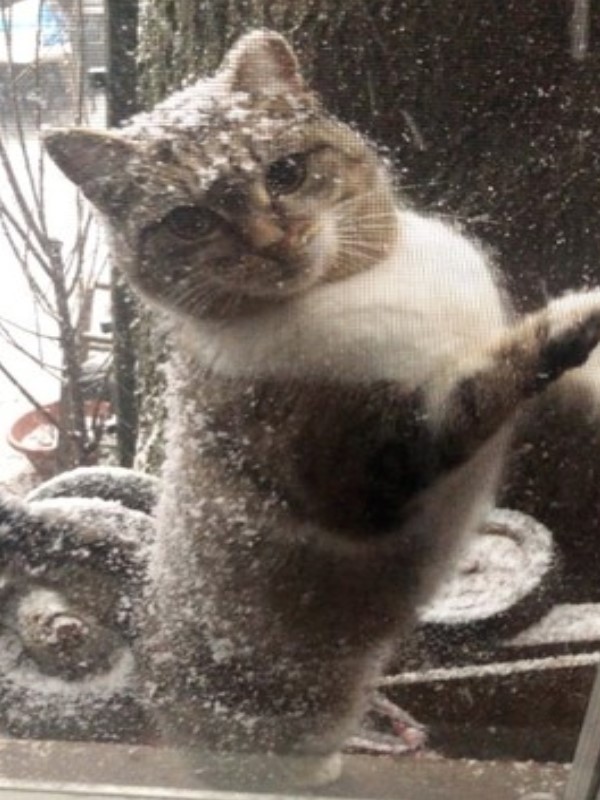 下雪天浪貓在窗外要求進屋取暖　男屋主：當我家人吧！